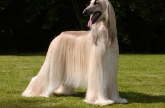 Найдорожча порода собак: огляд цін та характеристик у 2023 році