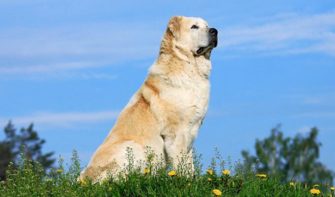 Великі породи собак: Оберіть ідеального друга для вашого дому