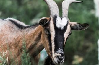 Повний огляд: всі породи кіз для ваших потреб та умов утримання