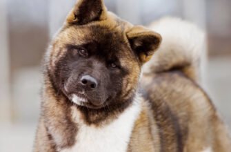 Порода собаки акіта: опис, характеристика та догляд за вихованцем