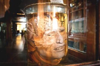 Анатомічний музей Одеси: унікальна подорож крізь людське тіло