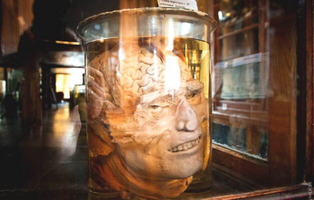 Анатомічний музей Одеси: унікальна подорож крізь людське тіло