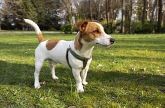 Порода Джек Рассел: Фото, Характеристика та Особливості Догляду