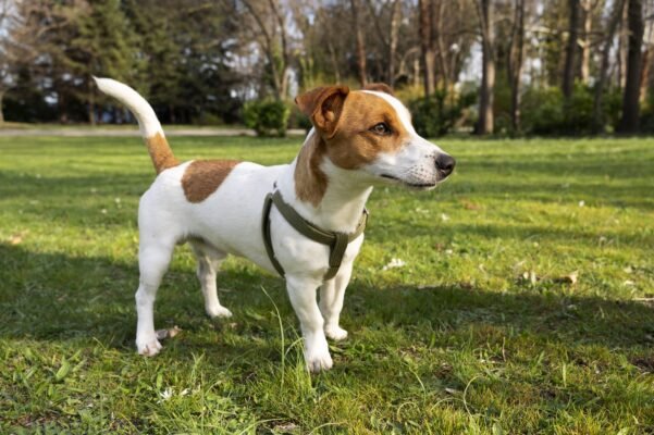 Порода Джек Рассел: Фото, Характеристика та Особливості Догляду
