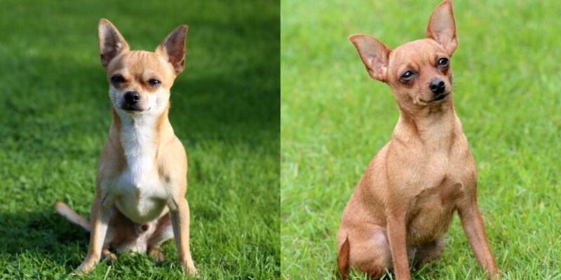 Порода собак, схожа на чихуахуа: як обрати ідеального улюбленця Порода собак, схожа на чихуахуа: як обрати ідеального улюбленця