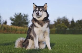 Порода собак, похожая на хаски: яка підходить саме вам?