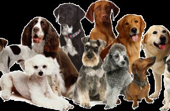 Найкращі породи собак для квартири: топови вибір для вашого дому