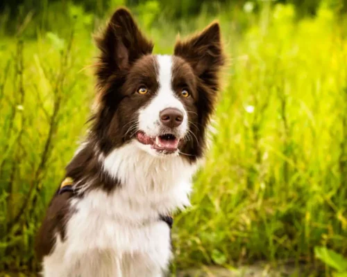 Найрозумніші породи собак: ТОП-10 неймовірно кмітливих улюбленців