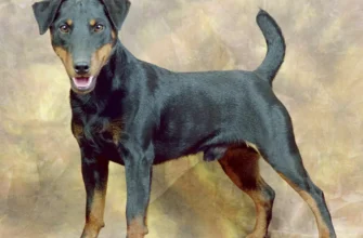 Ягдтер’єр: Унікальна порода собак з особливими якостями мисливця