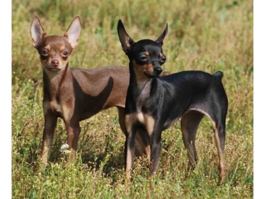 Порода собак той тер’єр: характеристика, догляд та особливості утримання
