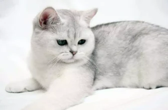 Сіро-білий кіт: обираємо породу для ідеального домашнього улюбленця
