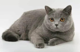 Детальний огляд: породи котів британець та їх особливості характеру
