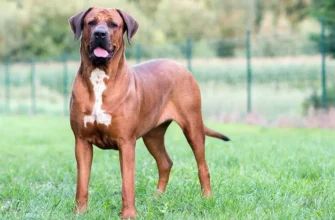 Військові собаки породи: найкращі друзі на полі бою й у службі