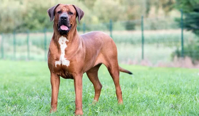 Військові собаки породи: найкращі друзі на полі бою й у службі