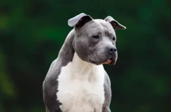 Породи бійцівських собак: огляд найпопулярніших і їх характеристики