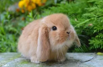 Декоративні кролики породи: вибір, догляд та утримання вдома
