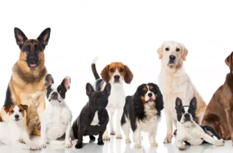 Найкращі породи собак: Топ варіантів для вашого дому та сім’ї