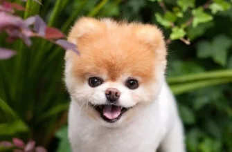 Топ найкрасивіших порід собак: вибір самої красивої породи собак