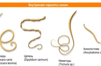 Як вивести глисти у кота в домашніх умовах: ефективні методи