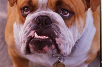 Відмінності та особливості популярної породи бульдога для власників