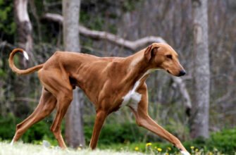 Гончая порода собак: характеристики, догляд та виховання улюбленця