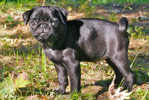 Порода собак, схожа на мопса: вибір ідеального домашнього улюбленця