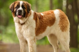 Порода собаки Московська Сторожева: характеристика та догляд