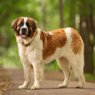 Порода собаки Московська Сторожева: характеристика та догляд