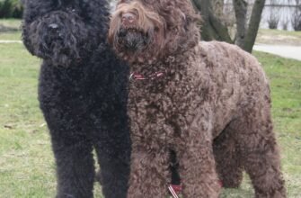 Барбет порода собак: особливості, догляд та характер цього улюбленця