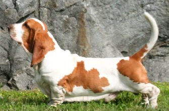 Basset Hound: Все про Особливості та Догляд за Породою Бассет