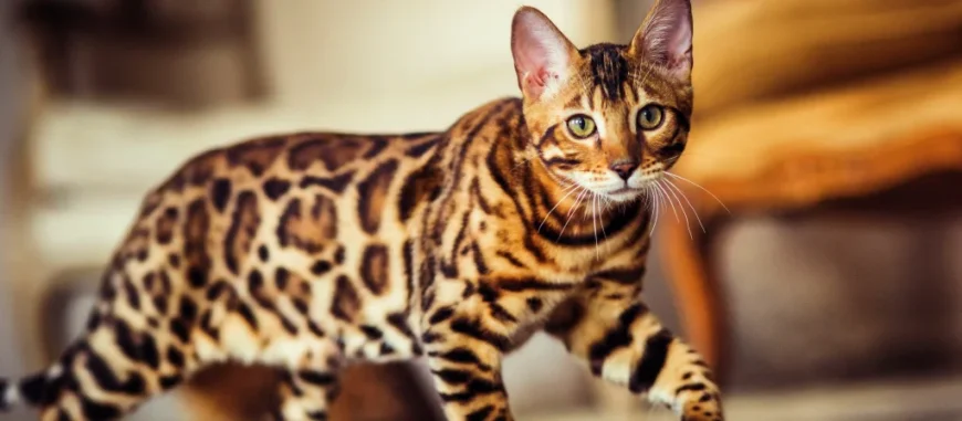 Бенгальська порода кішки: особливості та догляд за унікальними улюбленцями