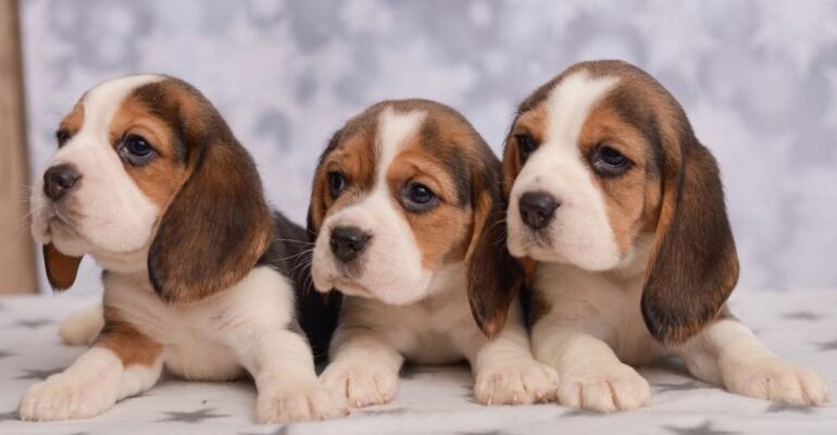 Топ схожих порід на бігля: знайдіть ідеальну собаку-партнера