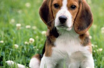 Коротка характеристика породи мисливських собак з назвою в 5 літер