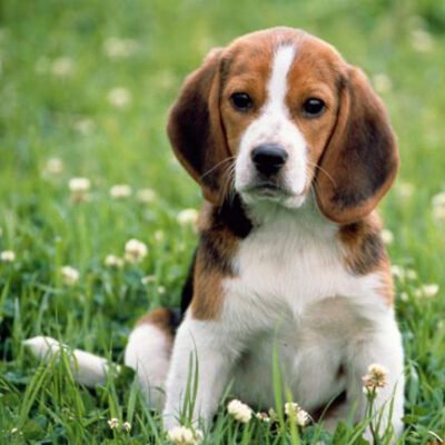 Коротка характеристика породи мисливських собак з назвою в 5 літер