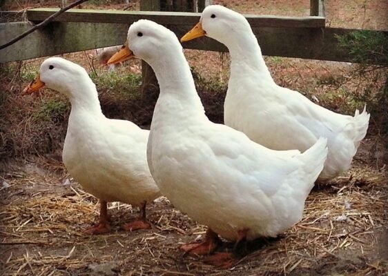Качки породи: які види обрати для вашого господарства?