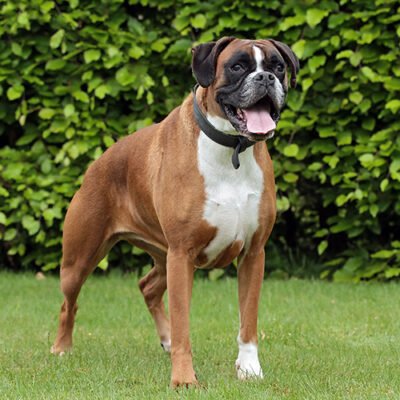 Вибір породи собак 6 букв: як знайти ідеального улюбленця?