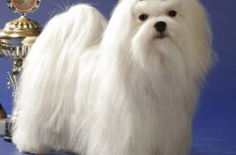 Пудель: ідеальна порода маленьких собак з 7 букв