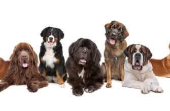 Вибір і догляд за великими породами собак: поради та рекомендації