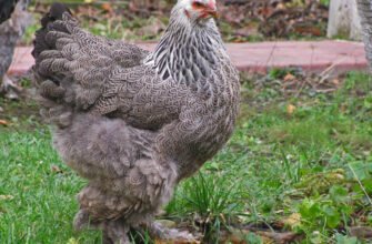Вибір м’ясної породи курей: особливості та переваги для фермерів