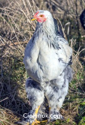 Великі породи курей: найкращі варіанти для вашої ферми