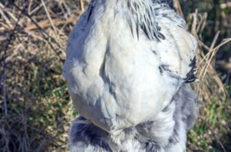 Великі породи курей: найкращі варіанти для вашої ферми