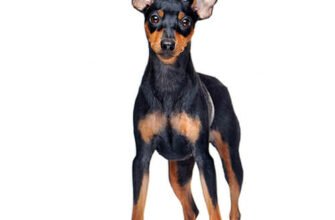 Ідеальний вибір: все про пинчер порода для вашого дому