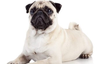 Мопс порода: особливості, догляд та характер цієї чарівної собаки