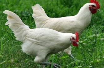 Бресс гальська порода кур: особливості, розведення та утримання