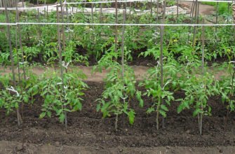 Як садити помідори: поради та рекомендації для успішного врожаю