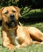 Порода собаки на букву Б: оберіть ідеального чотирилапого друга