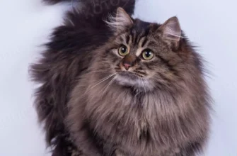 Сибірська порода кошек: особливості, догляд та історія породи