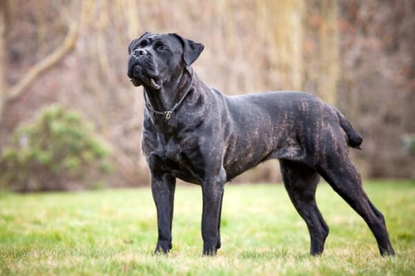 Чорні великі собаки: породи, що підкорять ваше серце!
