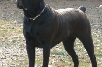 Порода собак кане корсо: історія, характер і особливості догляду