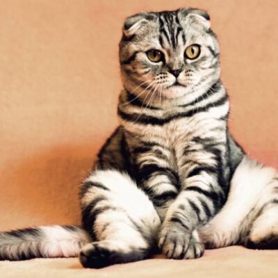 Хто спочатку їсть, а потім вмивається: знайдіть відповідь тут!